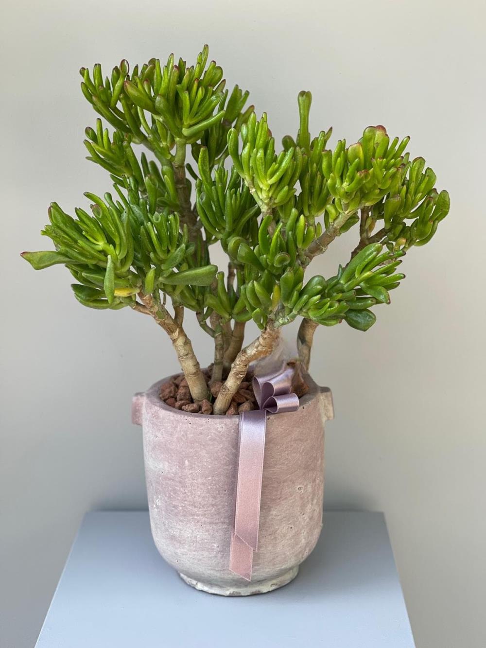 Crassula Hobbit Para Çiçeği